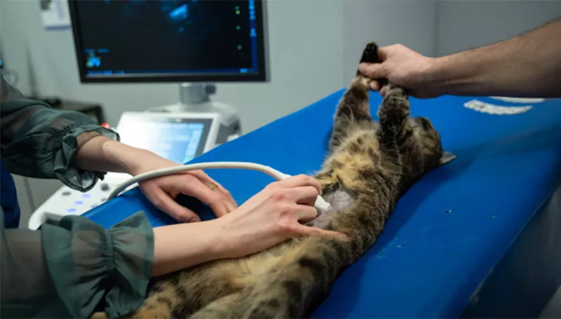 Photo : Clinique Vétérinaire Malcourant, Vétérinaire à Gembloux