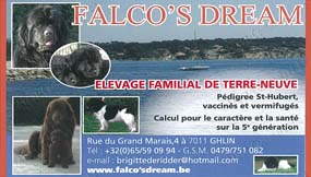 Falco´s Dream