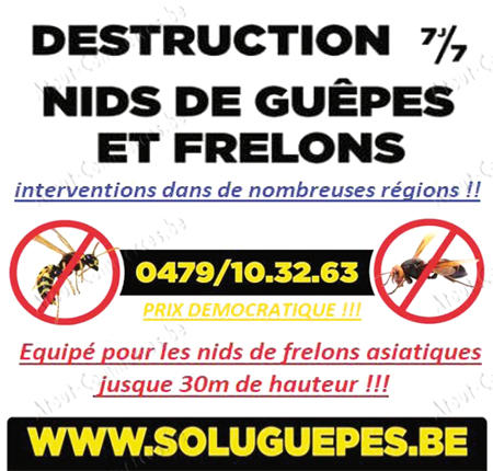Soluguèpes