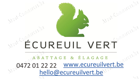 Ecureuil Vert 