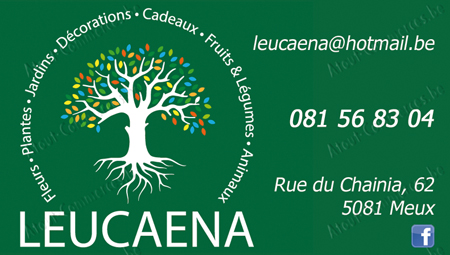 Leucaena